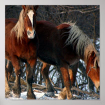 Belgian Draught   Horse Photo Print