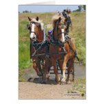 Belgian Draught   Horses