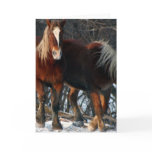 Belgian Draught   Horses Greeting Card