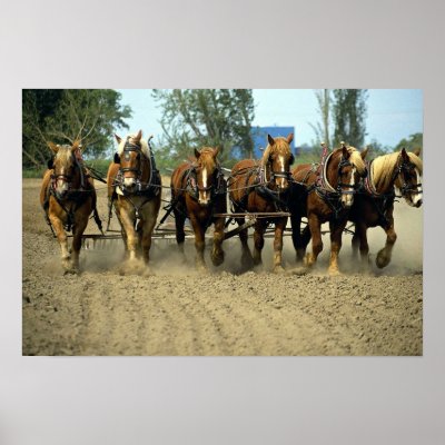 Belgian horses ploughing, six-up, Red Top Farm, Ca Poster by lolanimals