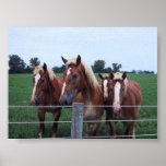 Belgian Horses posters