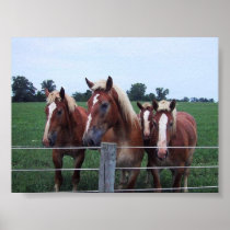 Belgian Horses