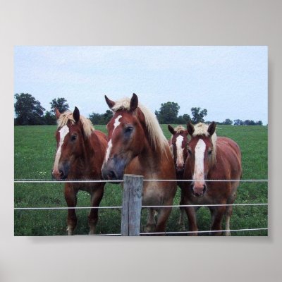 Belgian Horses by BChild333