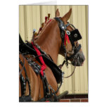 Belgian in harness card