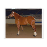 Belgian in show ring