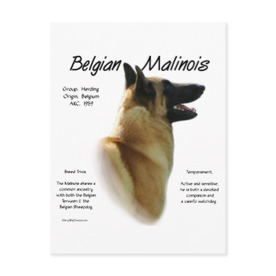 Belgian Malinois History Design by GreyWolfCreation