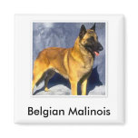 Belgian Malinois Magnet