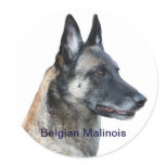 Belgian Malinois Sticker