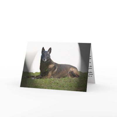 Belgian Malinois Sympathy Card by knewfy