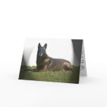Belgian Malinois Sympathy Card