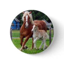 belgian Mare and Filly