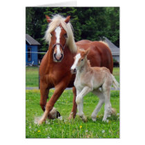 belgian Mare and Filly