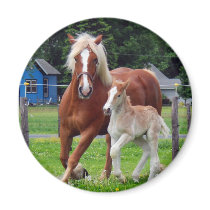 belgian Mare and Filly