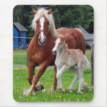 belgian Mare and Filly
