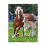 belgian Mare and Filly