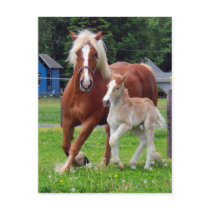 belgian Mare and Filly