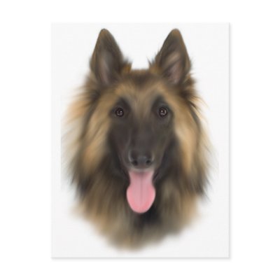 Belgian Sheperd Tervueren by DogShop