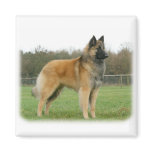 Belgian Shepherd 9Y116D-091 Magnet