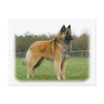 Belgian Shepherd 9Y116D-091 Post Cards