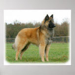 Belgian Shepherd 9Y116D-091 Print