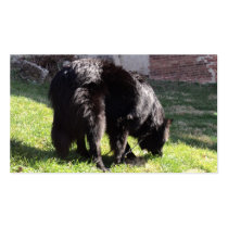 Belgian Shepherd aka "The Black Wolf" Business Card