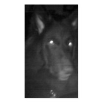 Belgian Shepherd aka "The Black Wolf" Business Card Template