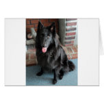 Belgian Shepherd aka "The Black Wolf" Greeting Cards