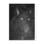 Belgian Shepherd aka "The Black Wolf" Postcard