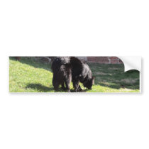 Belgian Shepherd Bumper Sticker