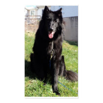 Belgian Shepherd Business Cards