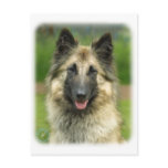 Belgian Shepherd Dog 8W51D-08 Postcard