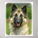 Belgian Shepherd Dog 8W51D-08 Print