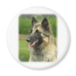 Belgian Shepherd Dog 8W51D-14 Magnet