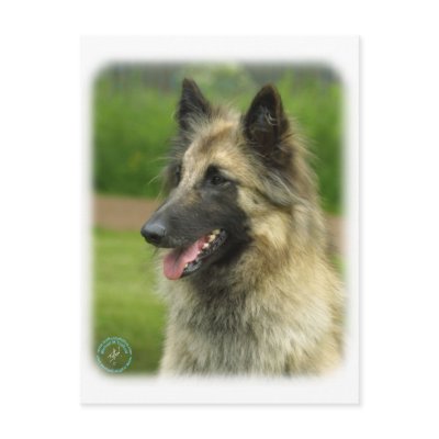 Belgian Shepherd Dog 8W51D-14 Postcard by TraffordPhotos