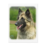 Belgian Shepherd Dog 8W51D-14 postcards