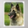 Belgian Shepherd Dog 8W51D-14 Posters