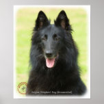Belgian Shepherd Dog 9M031D-24 Poster