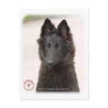 Belgian Shepherd Dog 9R096D-022 Postcards