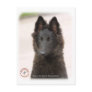 Belgian Shepherd Dog 9R096D-022 Postcards