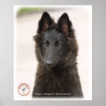 Belgian Shepherd Dog 9R096D-022 Posters