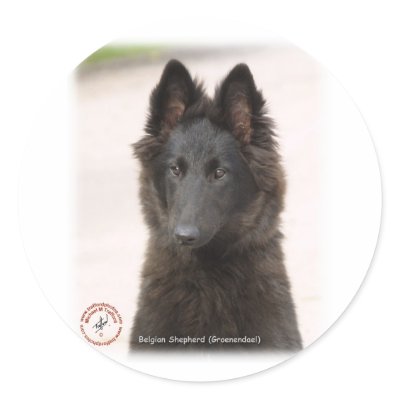 Belgian Shepherd Dog 9R096D-022 Round Stickers by TraffordPhotos
