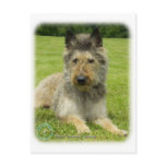 Belgian Shepherd Dog 9W002D-022 Postcards