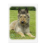 Belgian Shepherd Dog 9W002D-022 Postcards