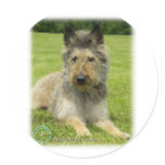 Belgian Shepherd Dog 9W002D-022 Stickers