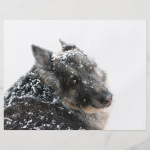 Belgian Shepherd in Snow Flyers