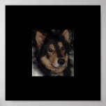 BELGIAN SHEPHERD MALINOIS posters