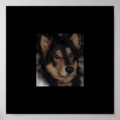 BELGIAN SHEPHERD MALINOIS POSTERS by LOOSIELUCY
