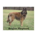Belgian Shepherd postcards
