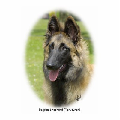 Belgian Shepherd (Terveuren) 9T85D-053 Photo Cut Outs by TraffordPhotos
