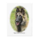 Belgian Shepherd (Terveuren) 9T85D-053 Postcards